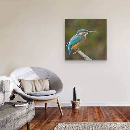 Canvas schilderij kamer Blauwe IJsvogel Op Een Tak