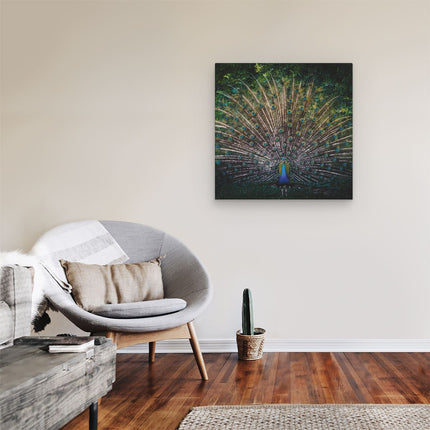 Canvas schilderij kamer Pauw Met Kleurrijke Veren - Kleur