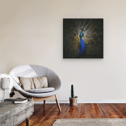 Canvas schilderij kamer Blauwe Pauw Met Grote Veren