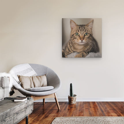 Canvas schilderij kamer Kat Met Wijde Ogen