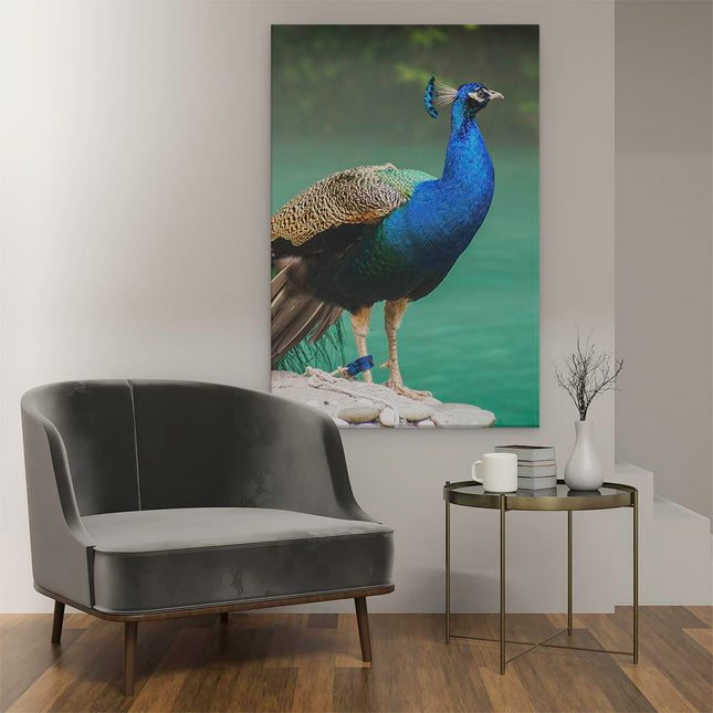 Canvas schilderij interieur Kleurrijke Pauw Bij Het Water