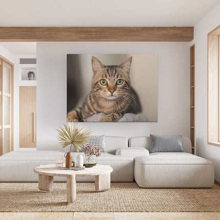 Canvas Schilderij Woonkamer Kat Met Wijde Ogen