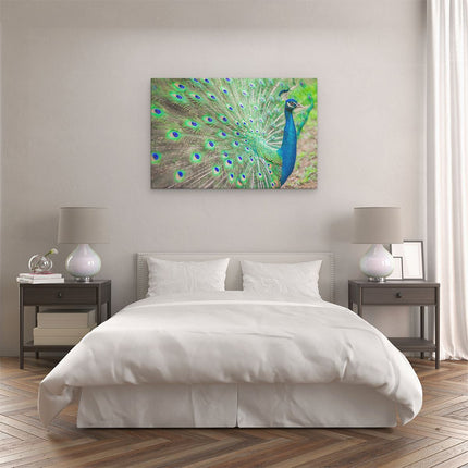 Canvas schilderij slaapkamer Pauw Met Kleurrijke Veren