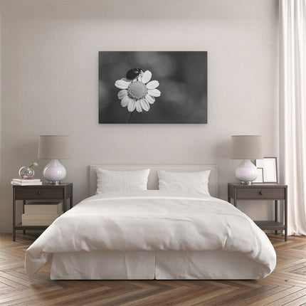 Canvas schilderij slaapkamer Lieveheersbeestje op een Madeliefje - Zwart Wit
