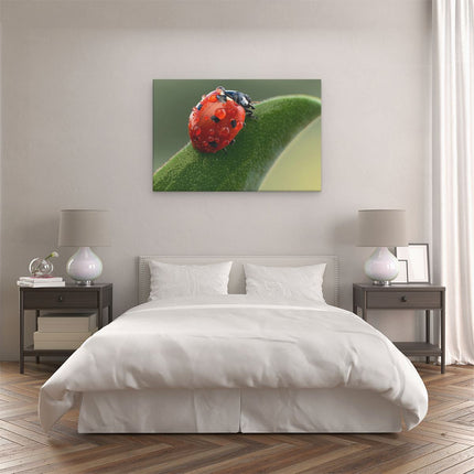 Canvas schilderij slaapkamer Lieveheersbeestje op een Blad met Waterdruppels