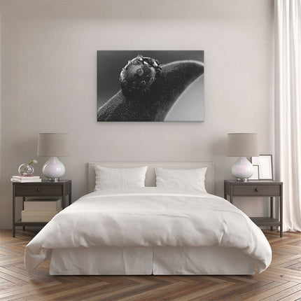 Canvas schilderij slaapkamer Lieveheersbeestje op een Blad met Waterdruppels - Zwart Wit