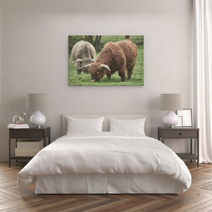 Canvas schilderij slaapkamer Twee Schotse Hooglanders Grazen Gras