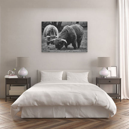 Canvas schilderij slaapkamer Twee Schotse Hooglanders Grazen Gras - Zwart Wit