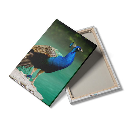 Canvas schilderij details Kleurrijke Pauw Bij Het Water