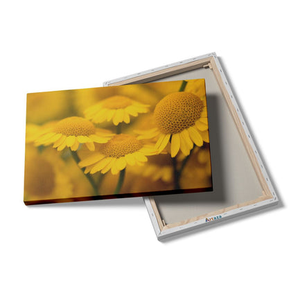 Canvas schilderij details Gele Kamille Bloemen