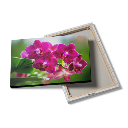 Canvas schilderij details Roze Orchidee Bloemen