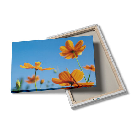 Canvas schilderij details Oranje Cosmea Bloemen