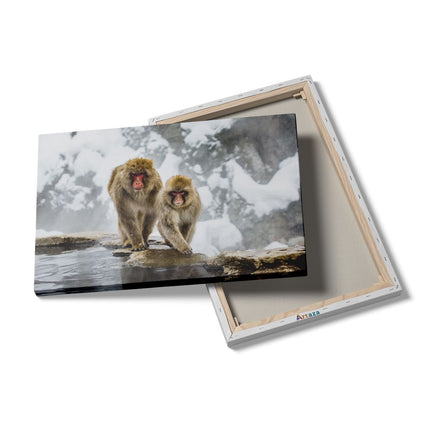 Canvas schilderij details Twee Aapjes In De Sneeuw Op Rotsen