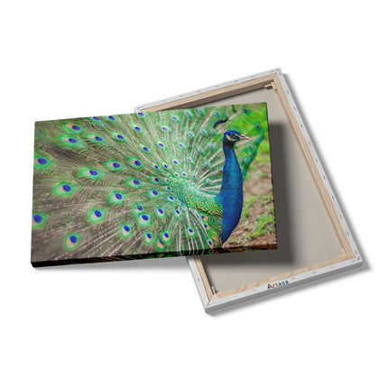 Canvas schilderij details Pauw Met Kleurrijke Veren