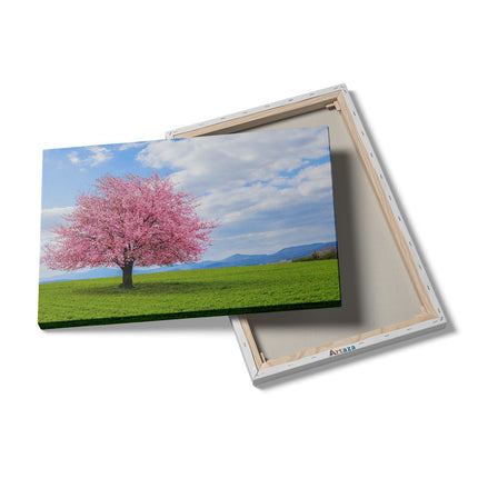 Canvas schilderij details Roze Sakura Bloesem Boom In Het Groene Veld