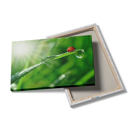 Canvas schilderij details Lieveheersbeestje op een Grasspriet