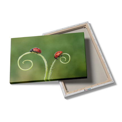 Canvas schilderij details Twee Lieveheersbeestjes in het Gras