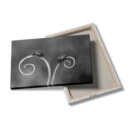 Canvas schilderij details Twee Lieveheersbeestjes in het Gras - Zwart Wit