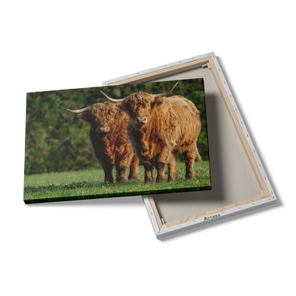 Canvas schilderij details Twee Schotse Hooglanders in de Groene Weide