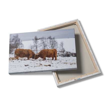 Canvas schilderij details Twee Schotse Hooglanders in de Sneeuw