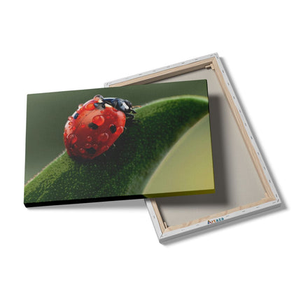 Canvas schilderij details Lieveheersbeestje op een Blad met Waterdruppels