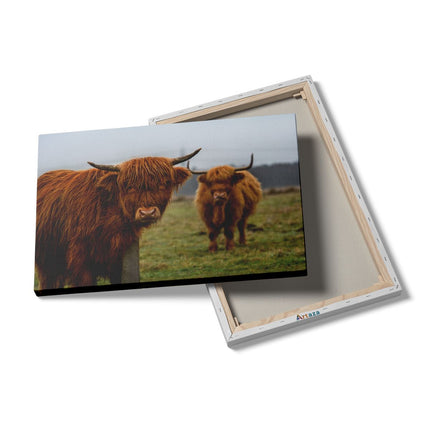 Canvas schilderij details Twee Schotse Hooglanders in de Weide