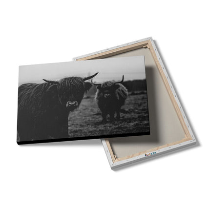 Canvas schilderij details Twee Schotse Hooglanders in de Weide - Zwart Wit