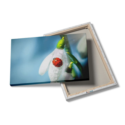 Canvas schilderij details Lieveheersbeestje op een Sneeuwklokje Bloem