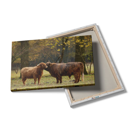 Canvas schilderij details Twee Schotse Hooglanders Kussen Elkaar - Liefde