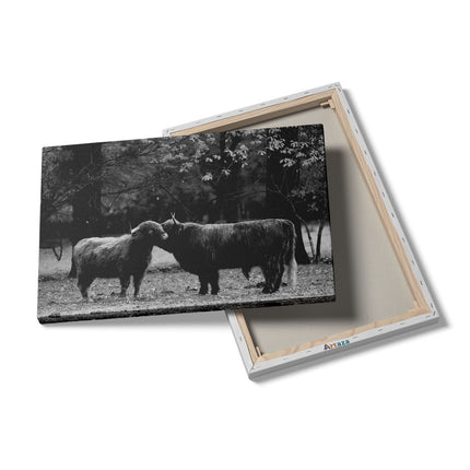 Canvas schilderij details Twee Schotse Hooglanders Kussen Elkaar - Liefde - Zwart Wit