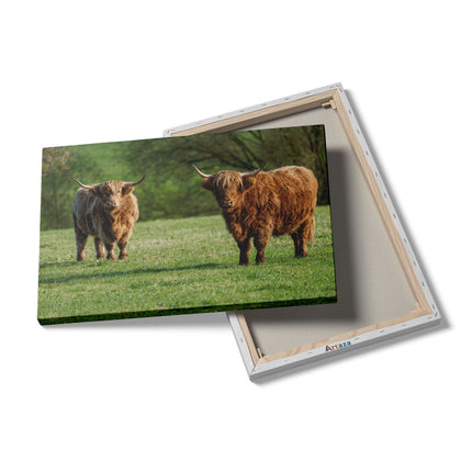 Canvas schilderij details Twee Schotse Hooglanders op het Gras