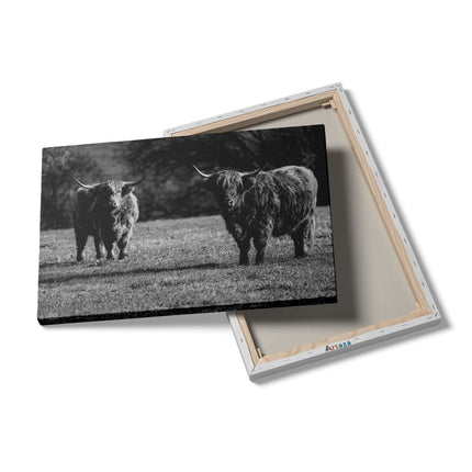 Canvas schilderij details Twee Schotse Hooglanders op het Gras - Zwart Wit