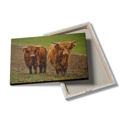 Canvas schilderij details Twee Schotse Hooglanders in de Weide