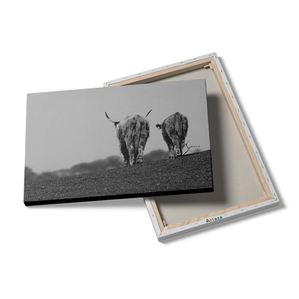 Canvas schilderij details Twee Schotse Hooglanders Koeien Lopen Weg - Zwart Wit