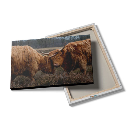 Canvas schilderij details Twee Schotse Hooglanders Knuffelen Elkaar