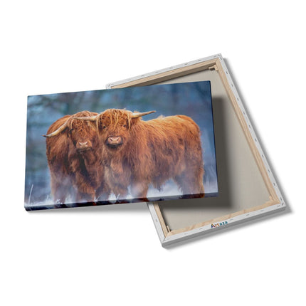 Canvas schilderij details Twee Schotse Hooglanders in de Sneeuw