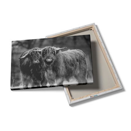 Canvas schilderij details Twee Schotse Hooglanders in de Sneeuw - Zwart Wit