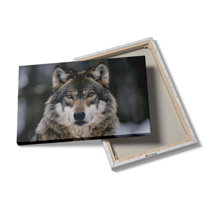 Canvas schilderij details De Wolf Kijkt naar de Camera
