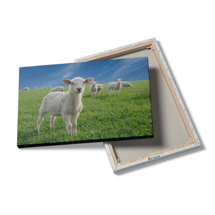 Canvas schilderij details Lammetjes