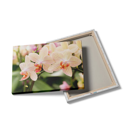 Canvas Schilderij Details Gestreepte Witte Orchidee Bloemen