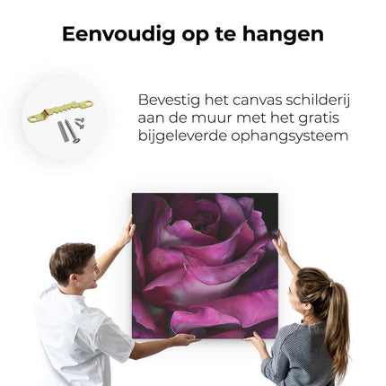 Canvas schilderij ophangen Close Up van een Paarse Roos op een Zwarte Achtergrond