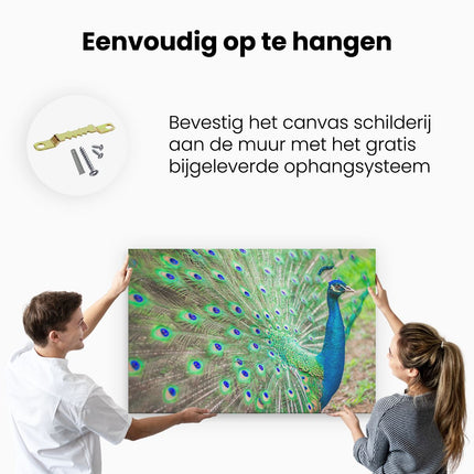 Canvas schilderij ophangen Pauw Met Kleurrijke Veren