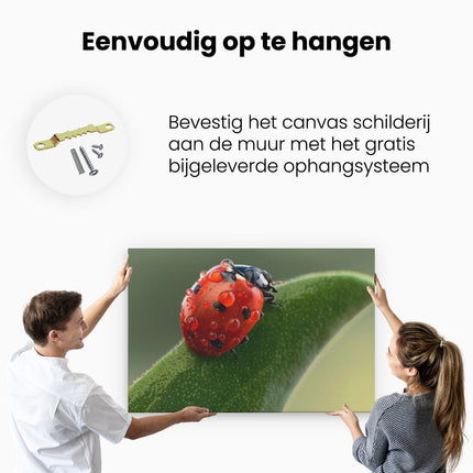Canvas schilderij ophangen Lieveheersbeestje op een Blad met Waterdruppels