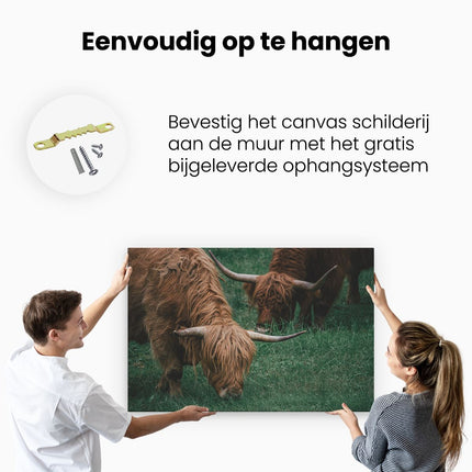 Canvas schilderij ophangen Twee Schotse Hooglanders grazen Gras