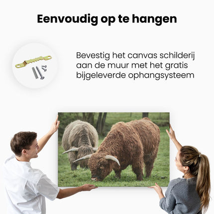 Canvas schilderij ophangen Twee Schotse Hooglanders Grazen Gras