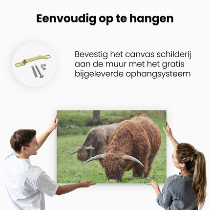 Canvas schilderij ophangen Twee Schotse Hooglanders Koeien Grazen Gras