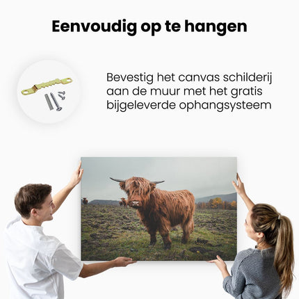 Canvas schilderij ophangen Schotse Hooglanders in het Veld