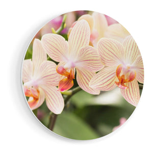 Wandcirkel vooraanzicht Gestreepte Witte Orchidee Bloemen
