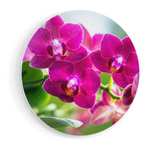 Wandcirkel vooraanzicht Roze Orchidee Bloemen