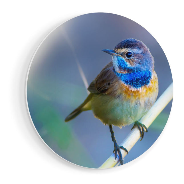 Wandcirkel vooraanzicht Kleurrijke Blauwborst Vogel Op Een Tak